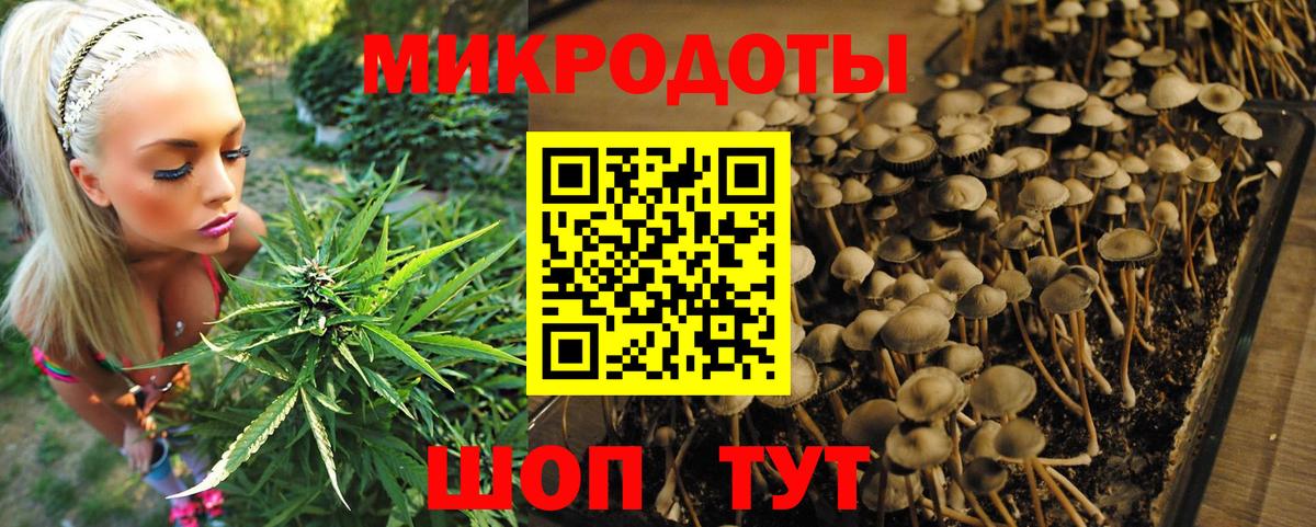 Псилоцибиновые грибы GOLDEN TEACHER Губкин